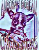 Canil Aurorah Boreall